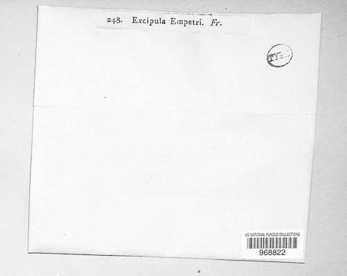 Excipula empetri image